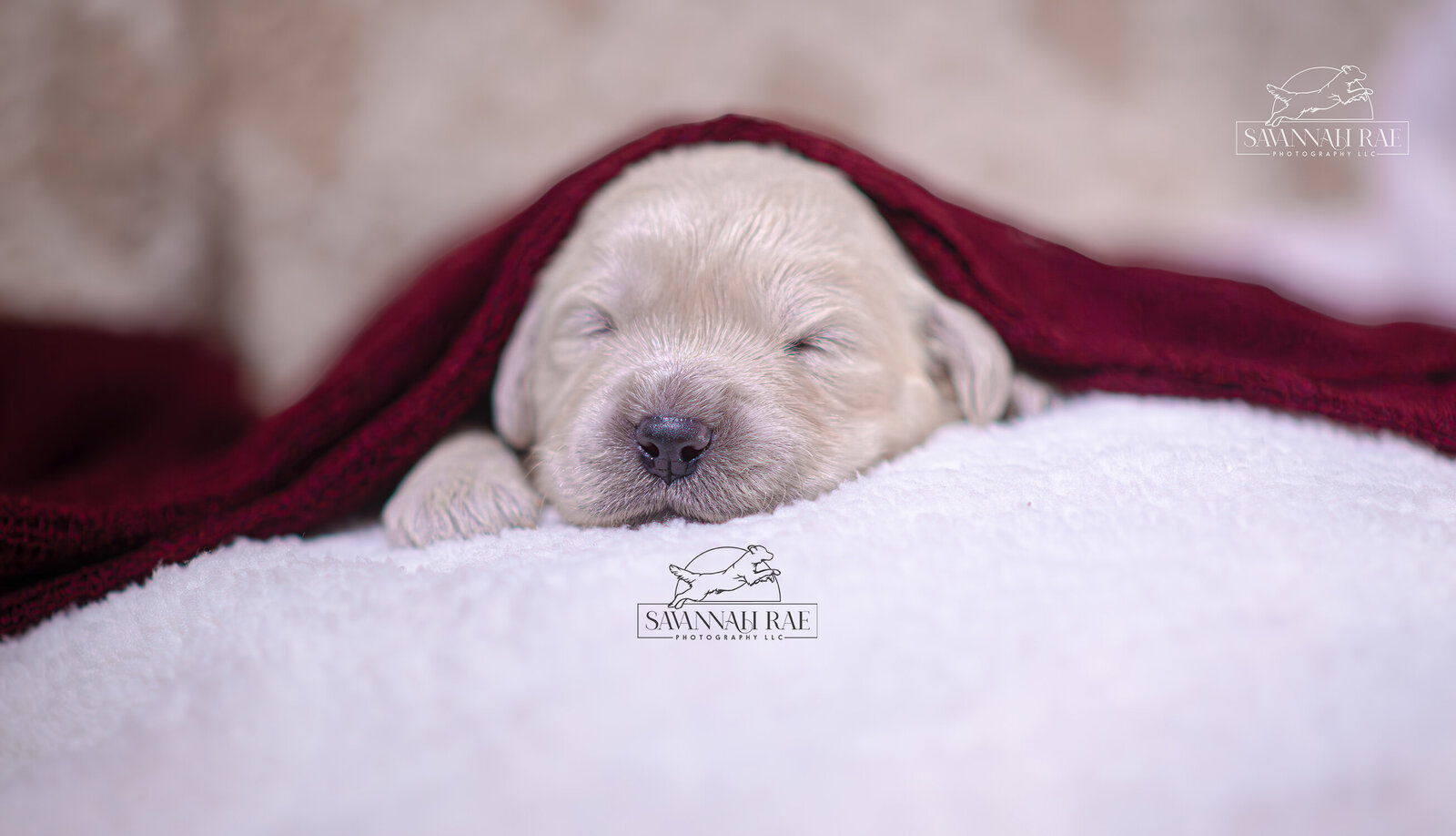 Puppy 2 week-2 copy