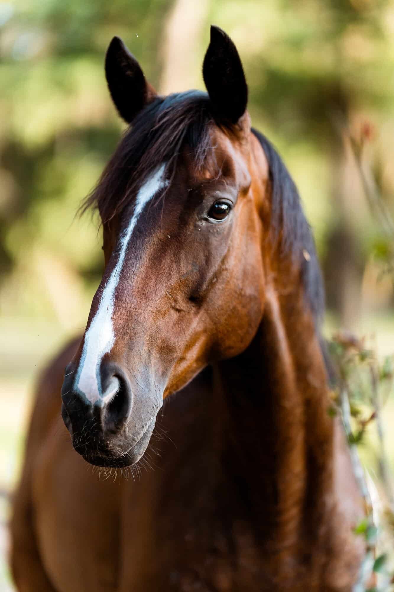 Horse Portrait Photography