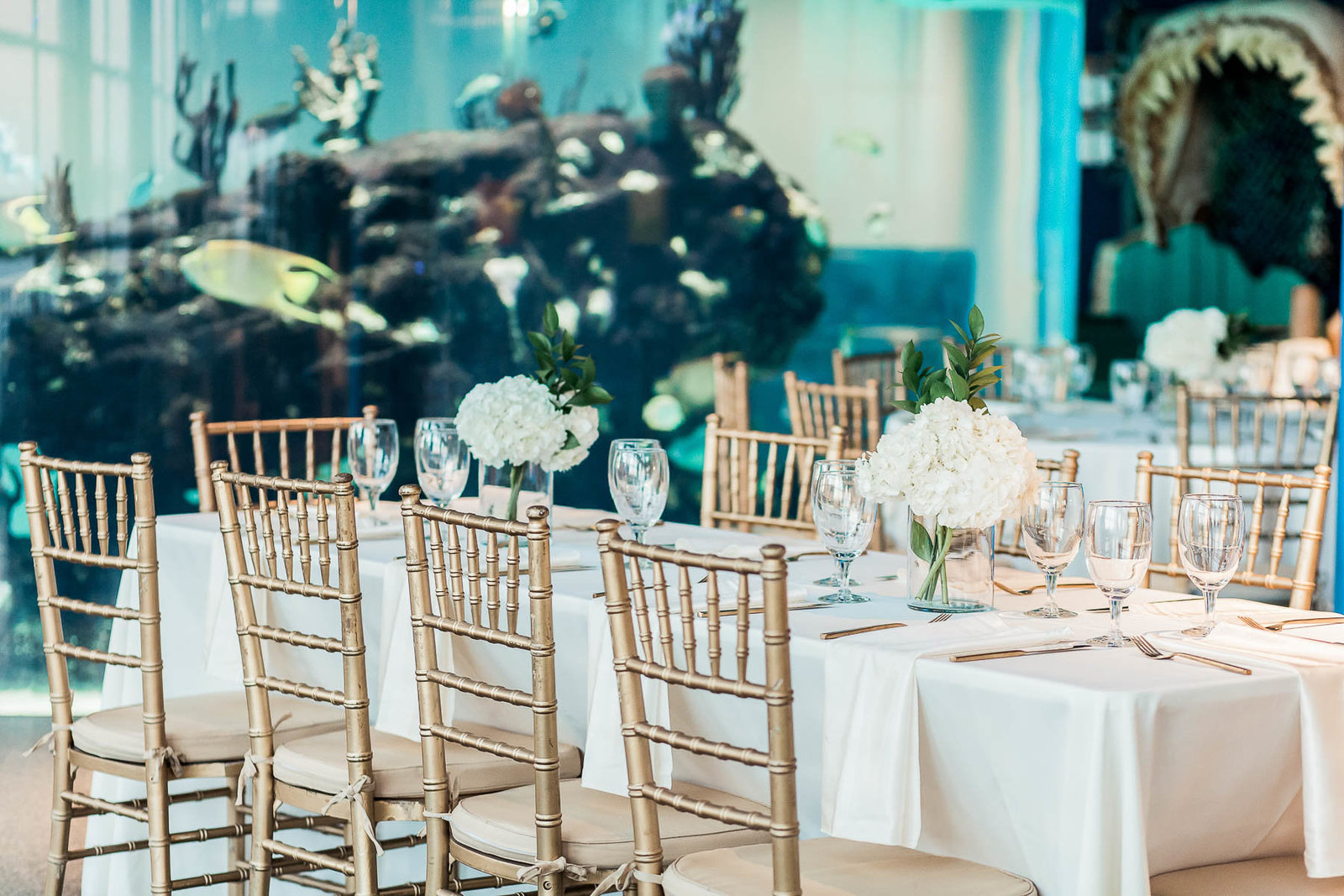 Gold and blue accents are used in reception decor, South Carolina Aquarium, Charleston, South Carolina