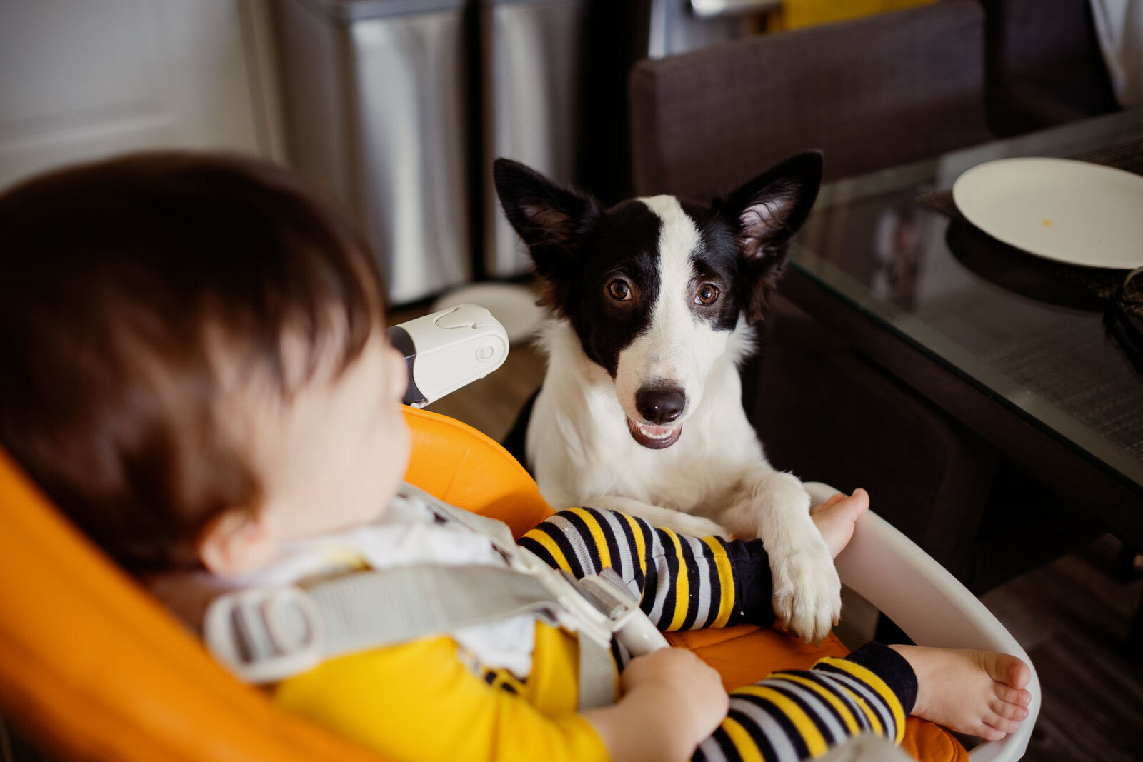 dog joins baby for breakfast