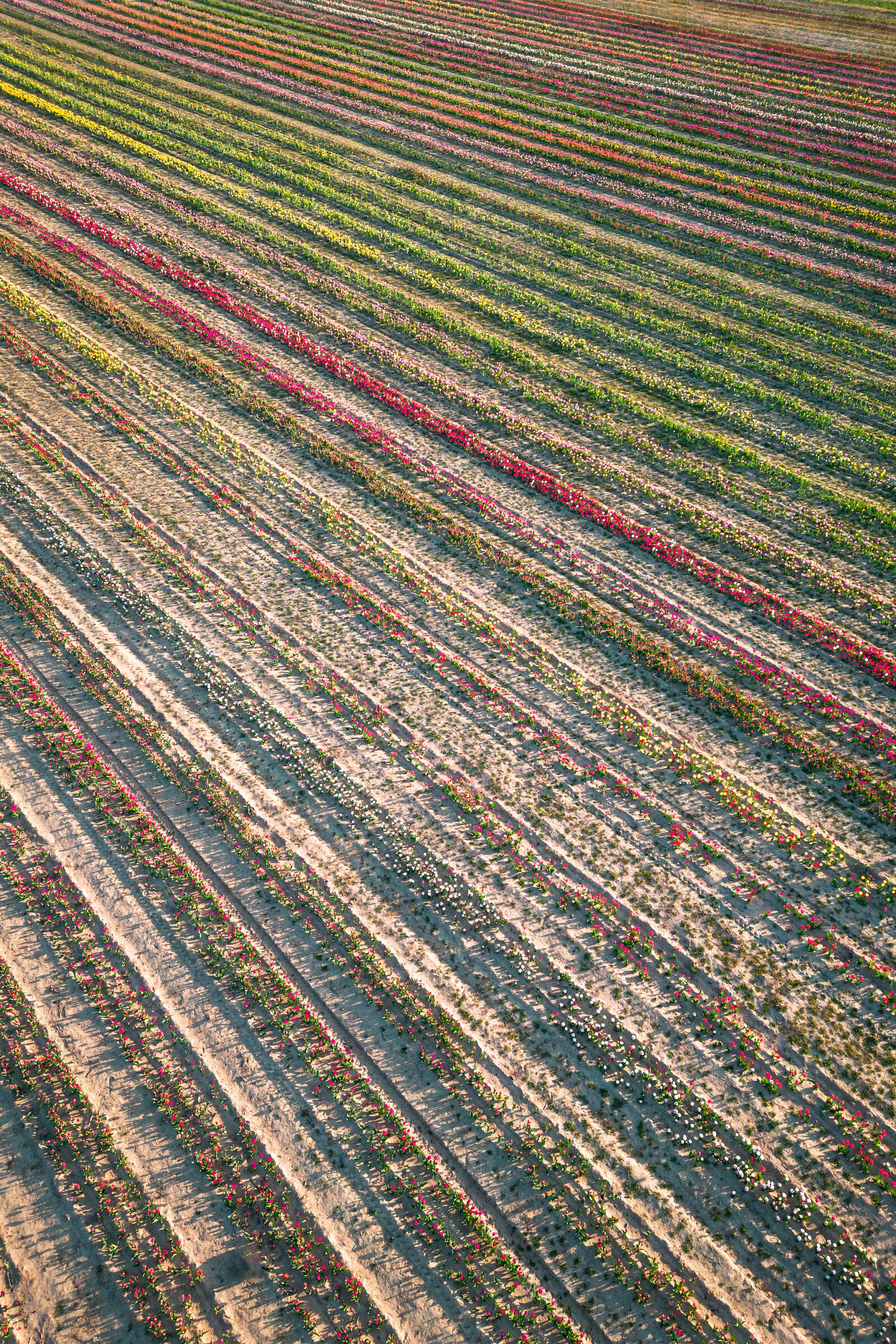 Aerial Waterdrinker Family Farm Tulips Erin Donahue niredonahue