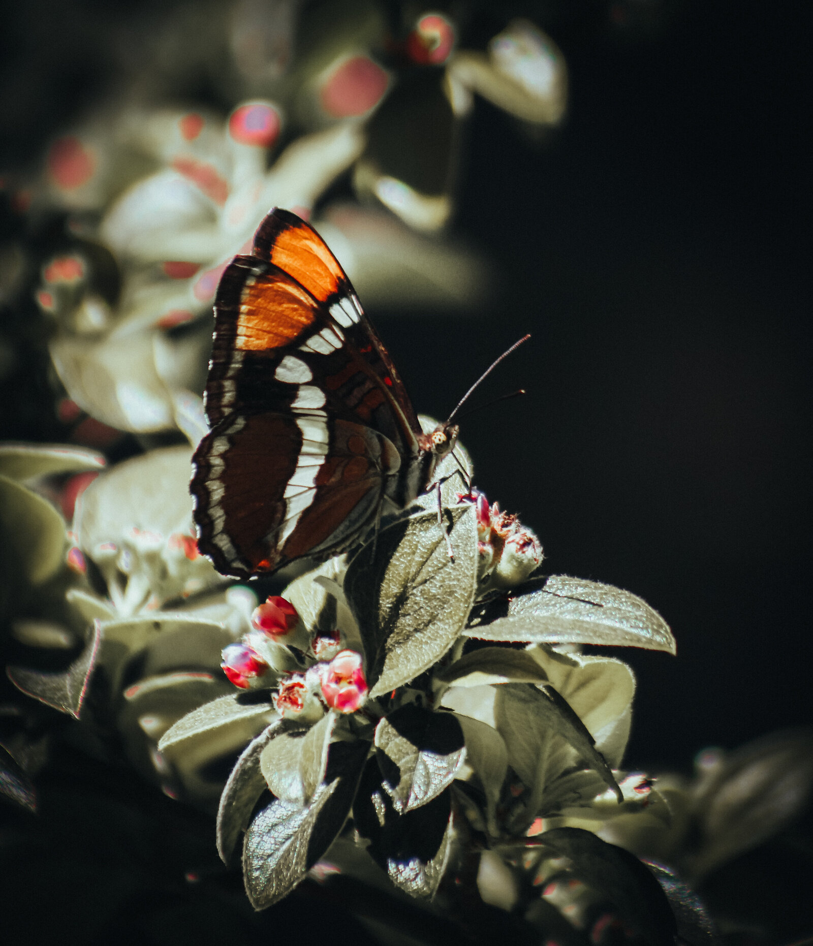 ButterflyNatureMacroflowerdramaticphotography