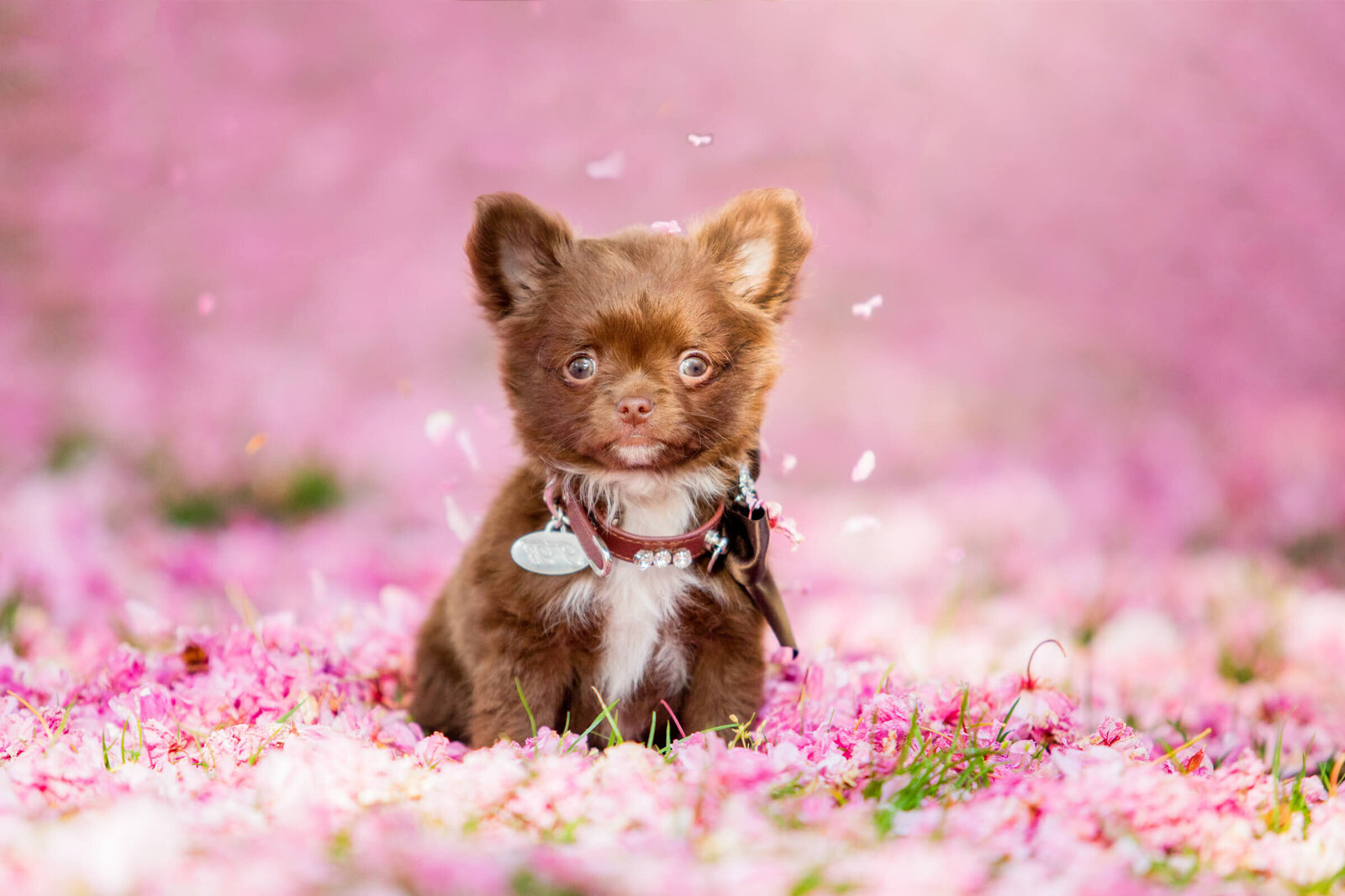 055-20190423-Pretty-Paws-honden-fotografie-tilburg-langharige-chihuahua-bloesem-HR