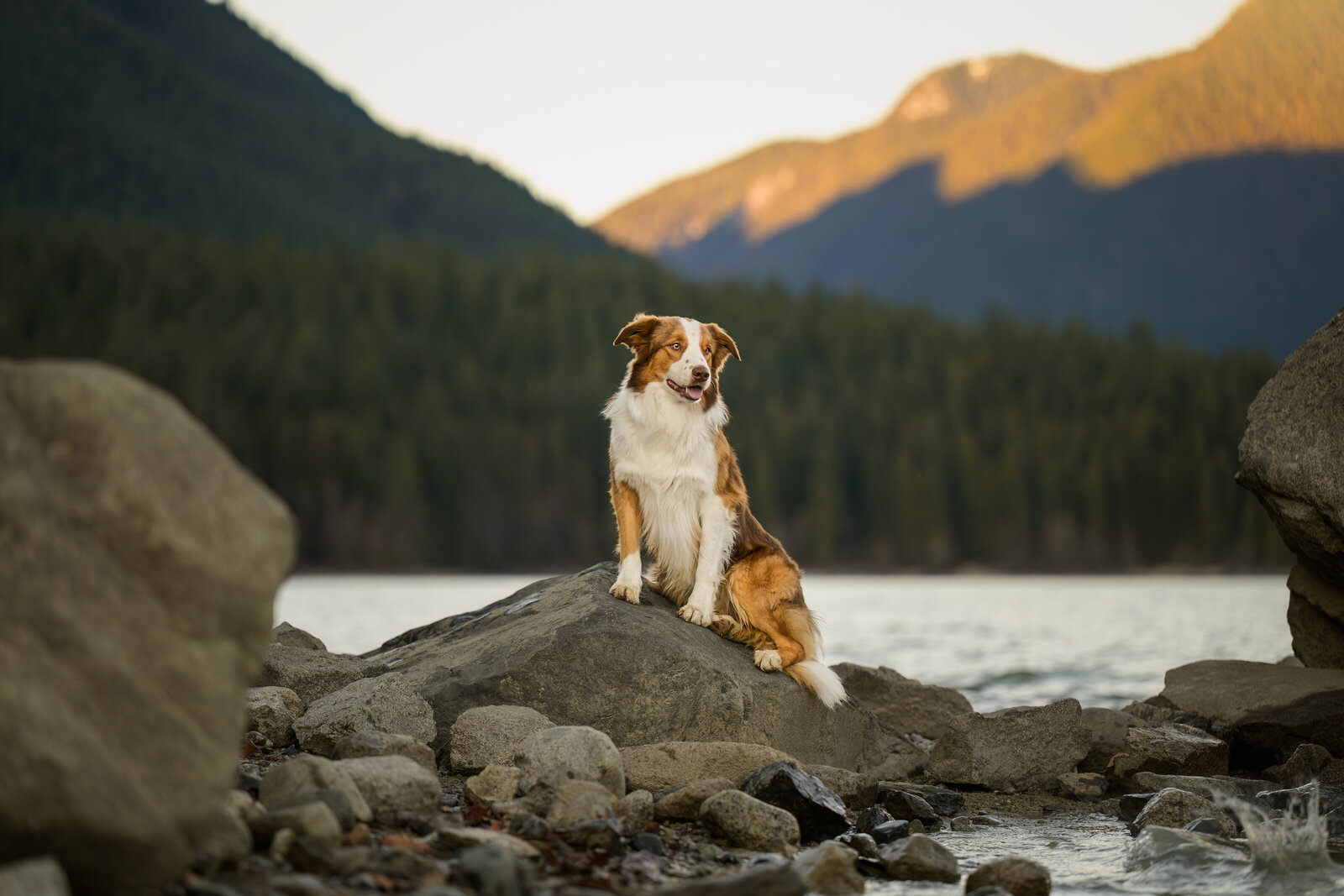 Pets-through-the-Lens-Photography-Maple-Ridge—Golden-Hour-Outdoor-Dog- Photography