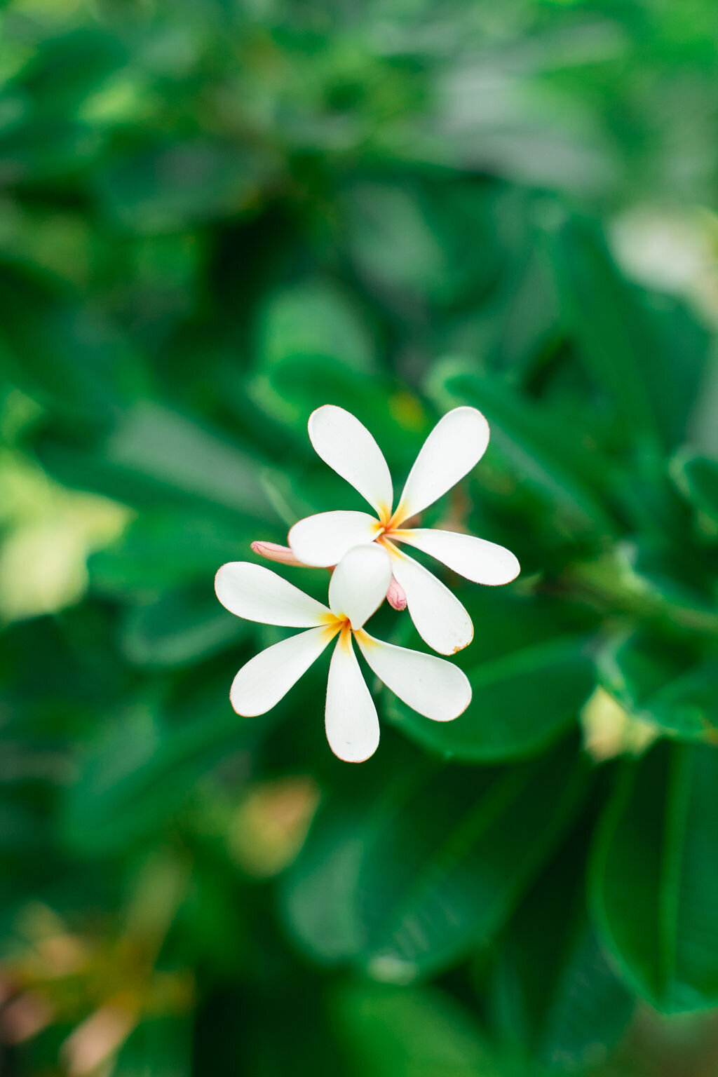 maleana-gardens-hawaii-wedding-sarah-block-photography