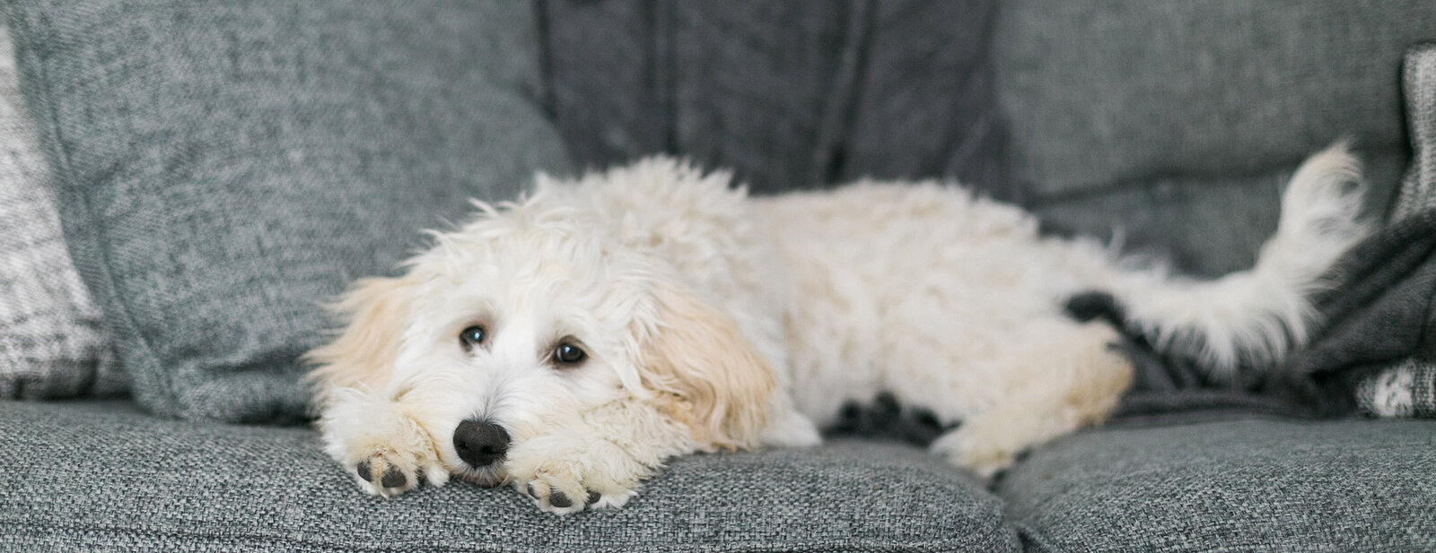 goldendoodle puppy, photo by My Brand Photographer