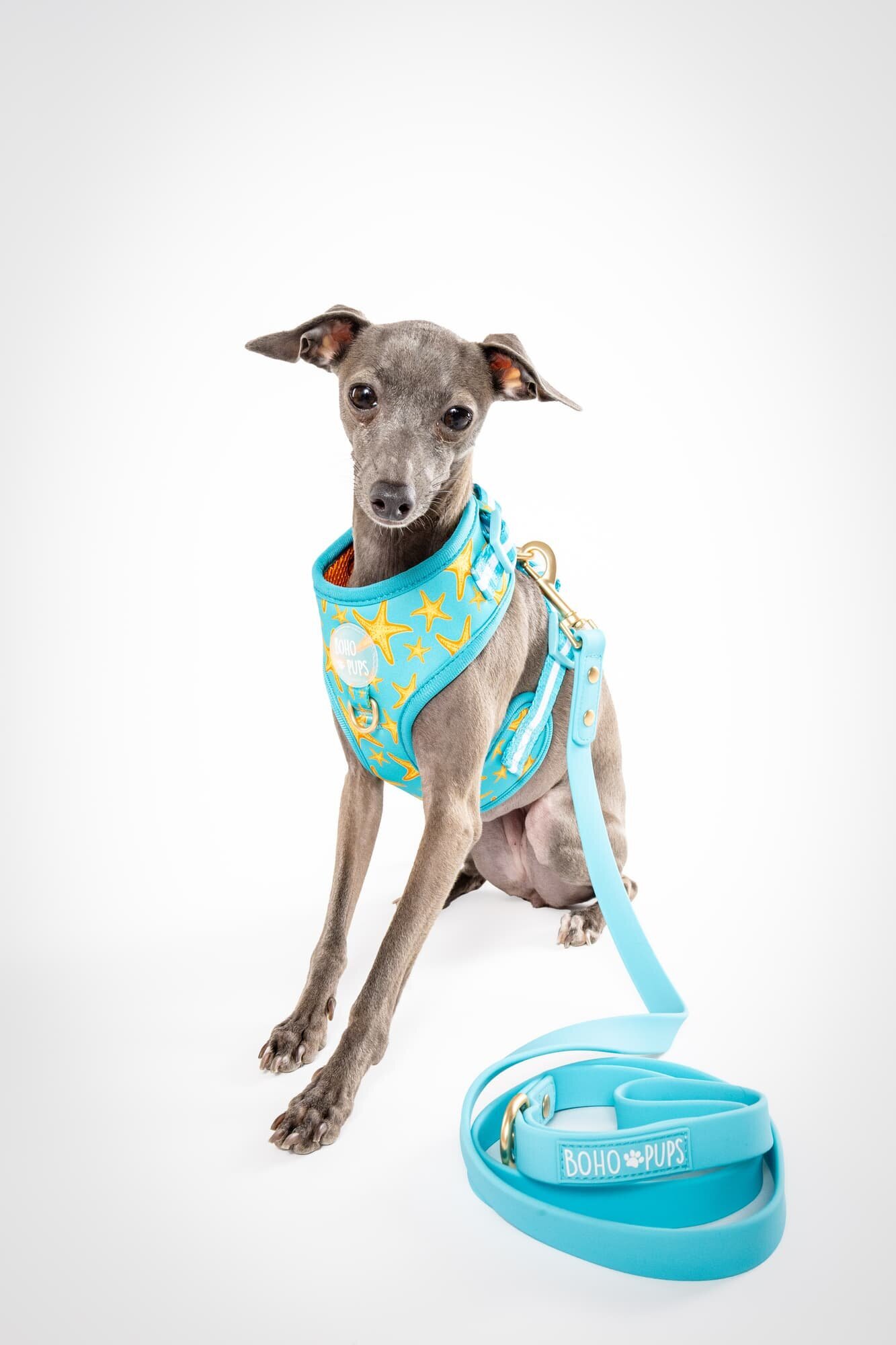 Commercial Pet Product Photography - Boho Pups Campaign - The Beloved Pup Photo Studio 25