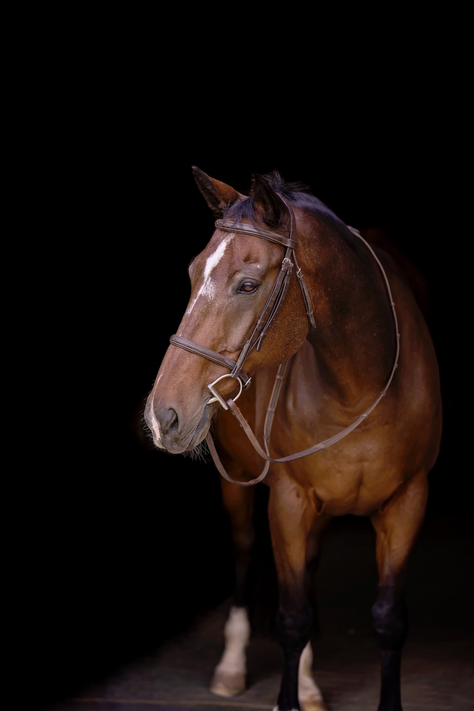 san-antonio-equine-photography-session-06