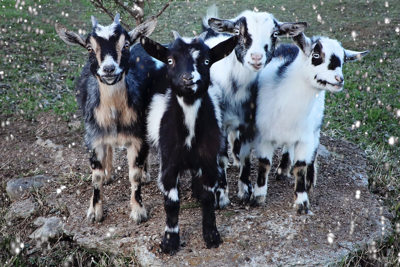 goats snow