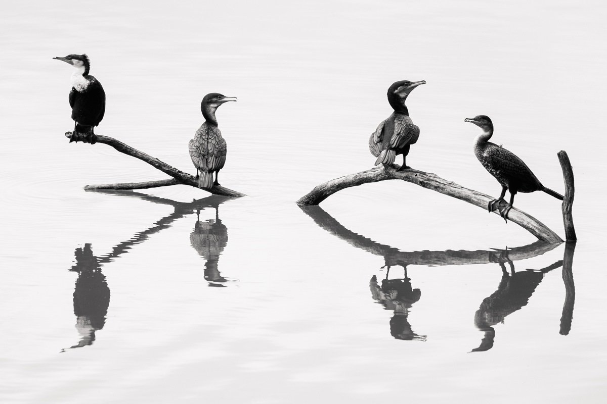 cameron-zegers-travel-photographer-tanzania-cormorant-reflection