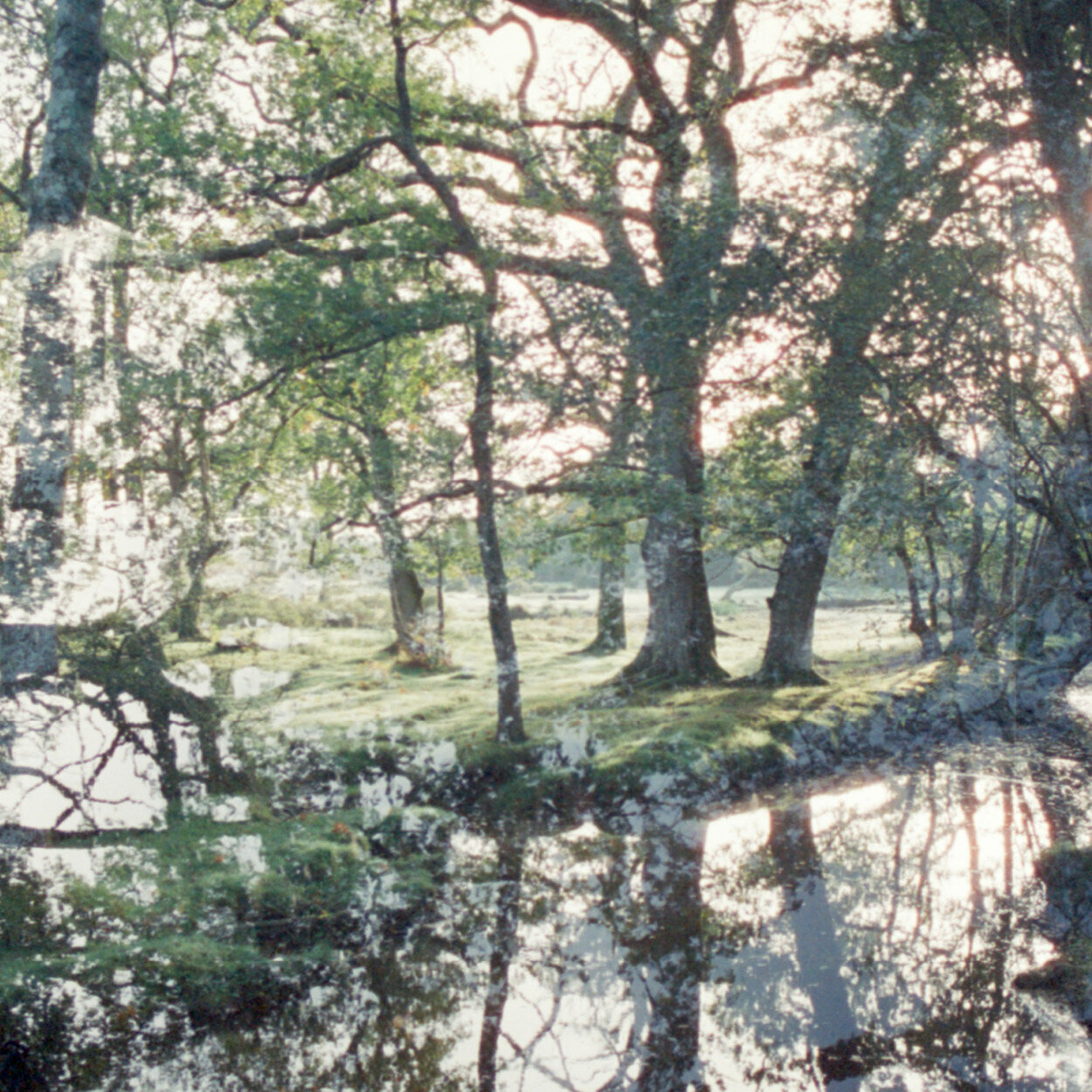 Festoon Ranch Footer2