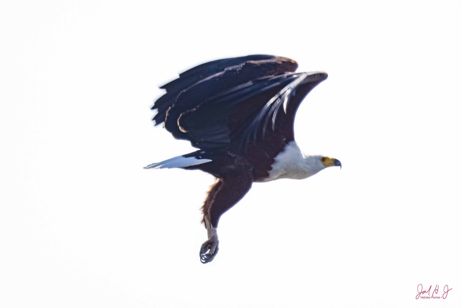 2017 Bird (5)