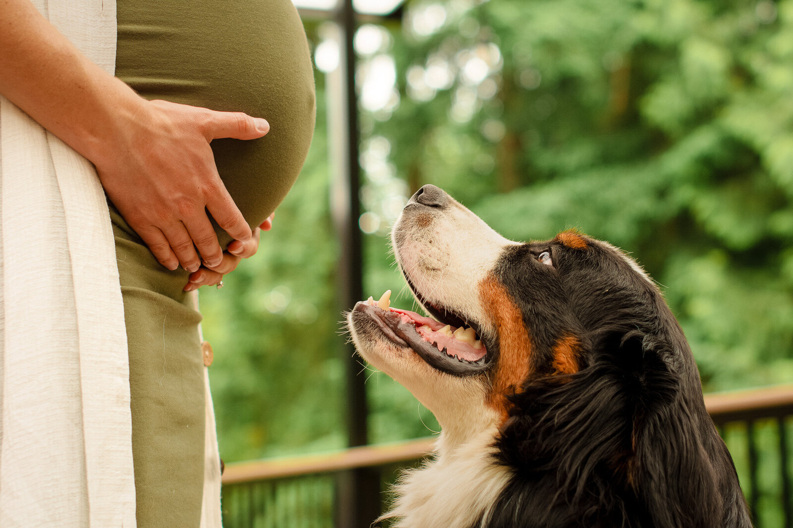 Bernese mountain dog looking up at a pregnant woman holding her baby bump during a Colorado outdoor maternity and pet photography session.