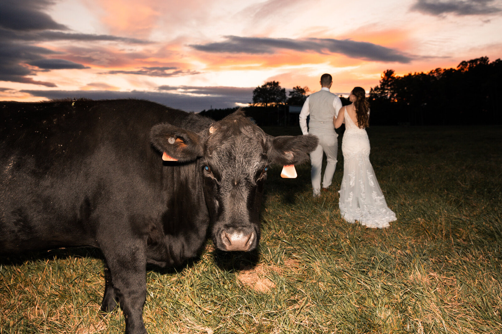 wedding cow photo