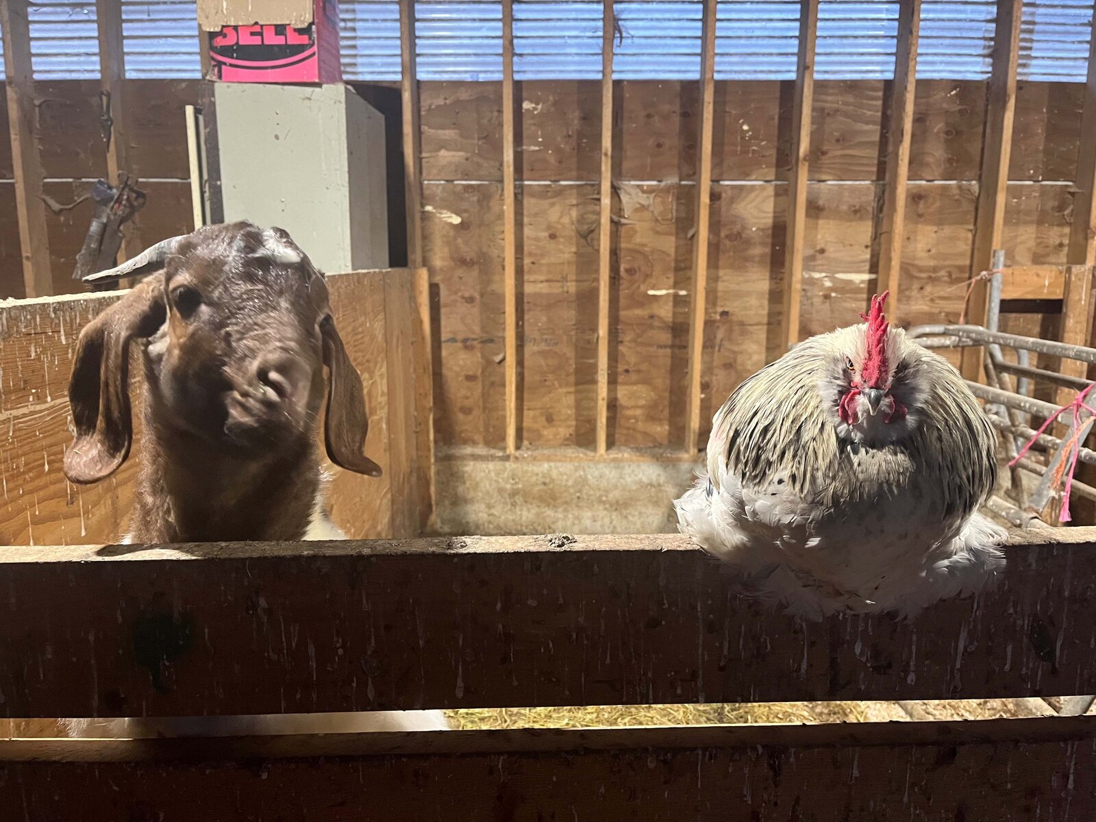 lost-shoe-ranch-goat-and-rooster