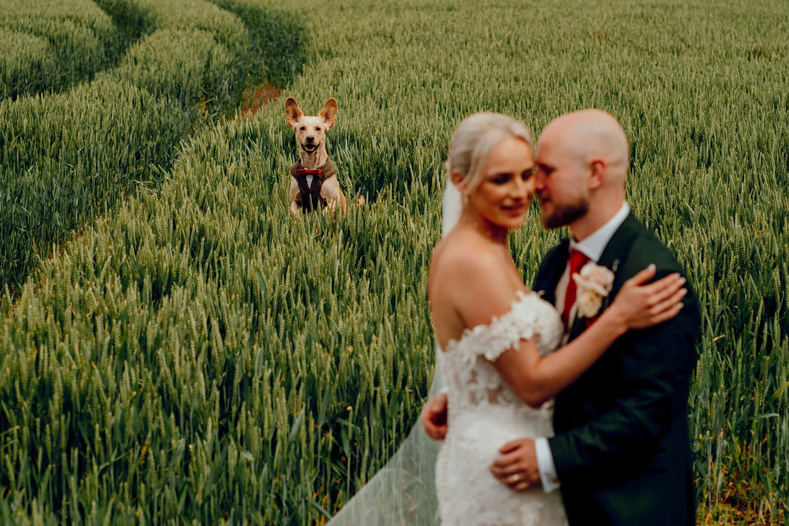 Dog photography weddings hamish