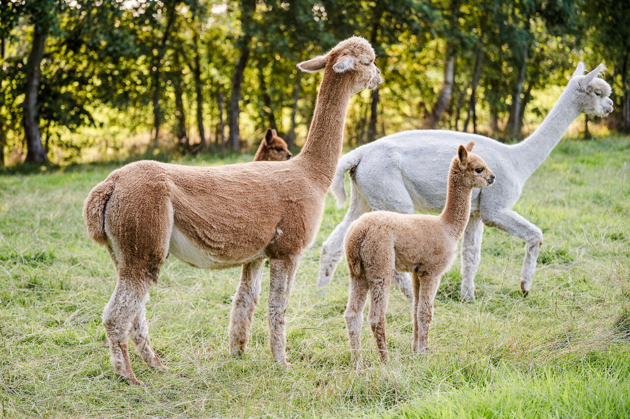 Alpacaboerderij