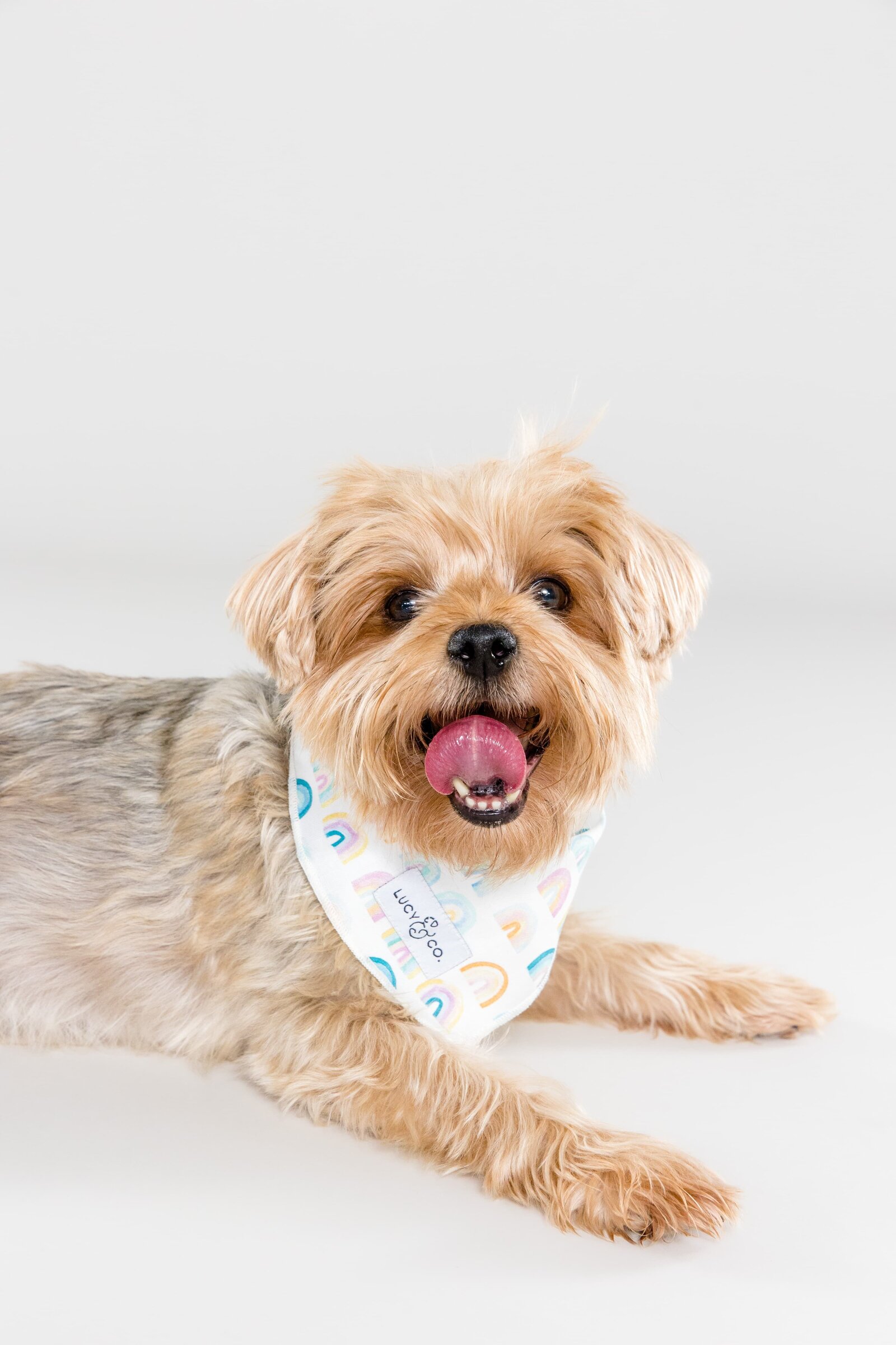 The Beloved Pup Photo Studio - Birmingham, Alabama Commercial Dog Photographer 48