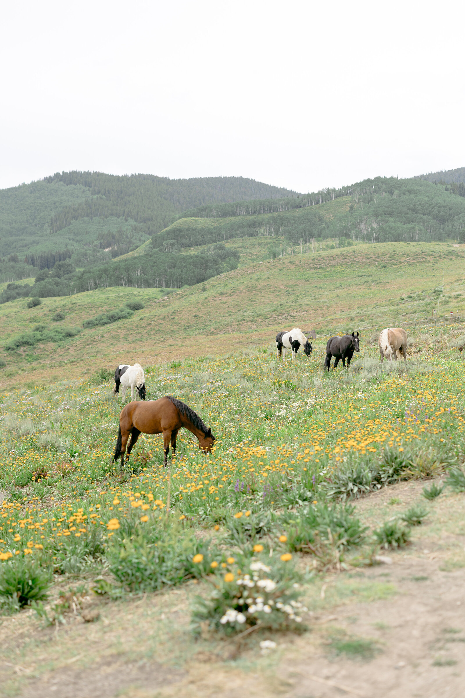 ERP-Crested-Butte-Colorado-Elopement-16