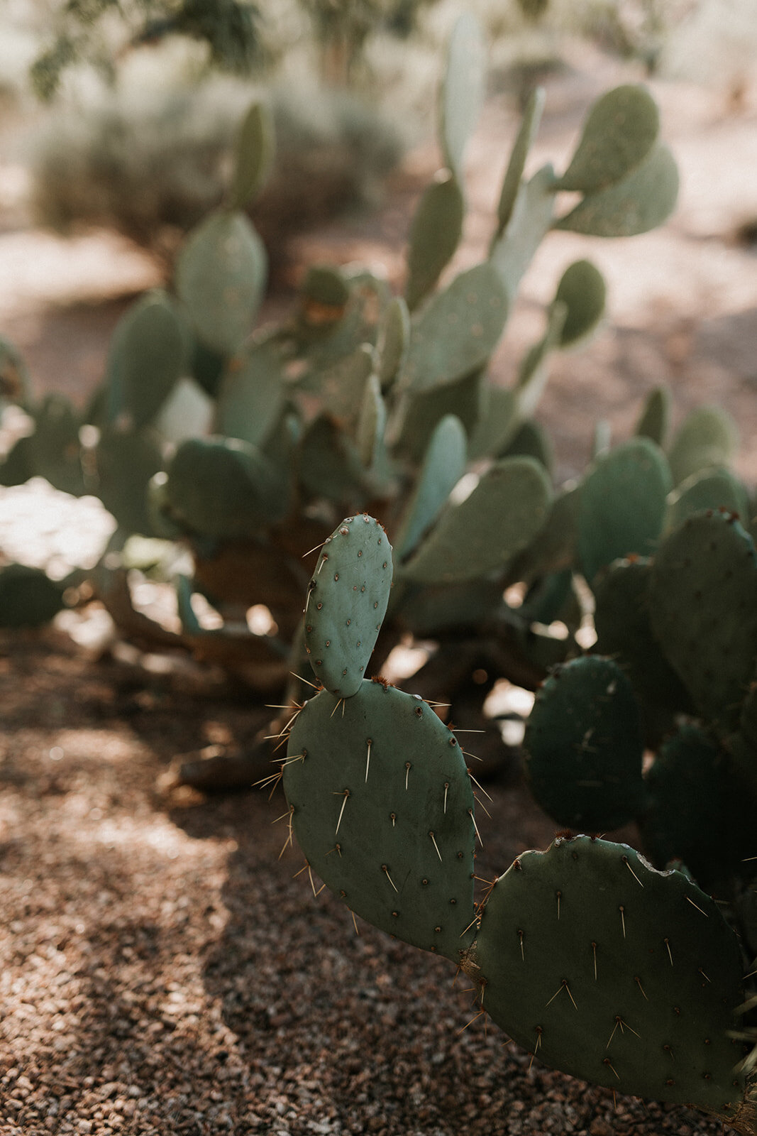 063_United_Boho_Styled_Shoot_11.7.18-82