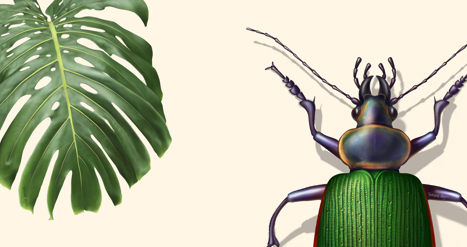 Townsend's monstera and ground beetle illustration