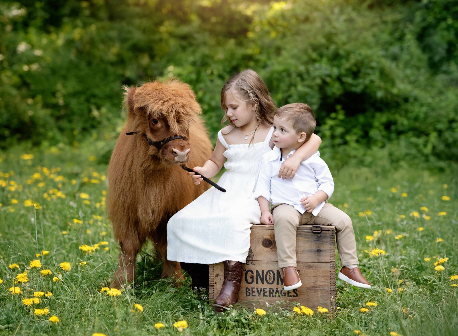 Sister and brother sitting on a crate in a yellow wildflower field and holding baby cow. Mini session conducted by Atlanta Family photographer.