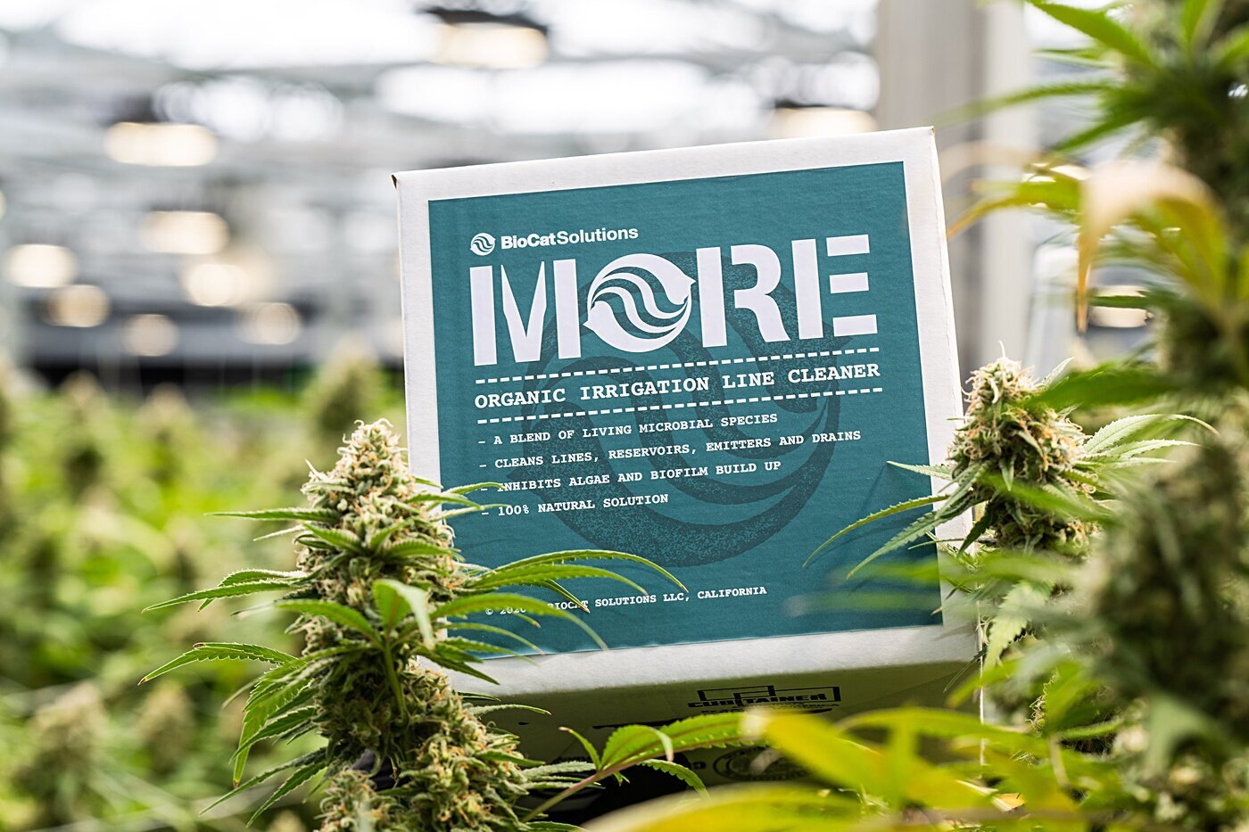 Cort-Mace-Photography-Branding-Grow-With-More-Photography-_0011