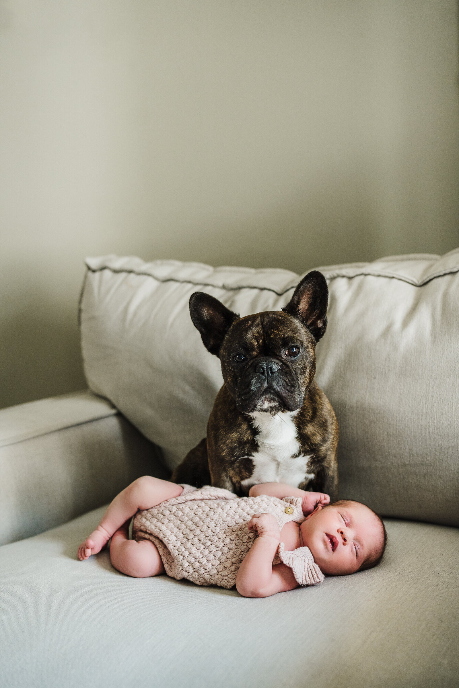 frenchie sits on couch with newborn baby