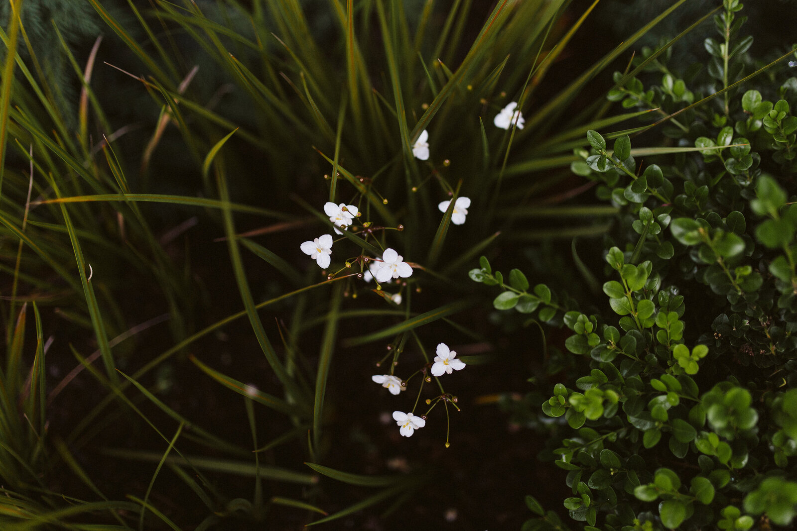 PNW Wedding & Elopement Photographer