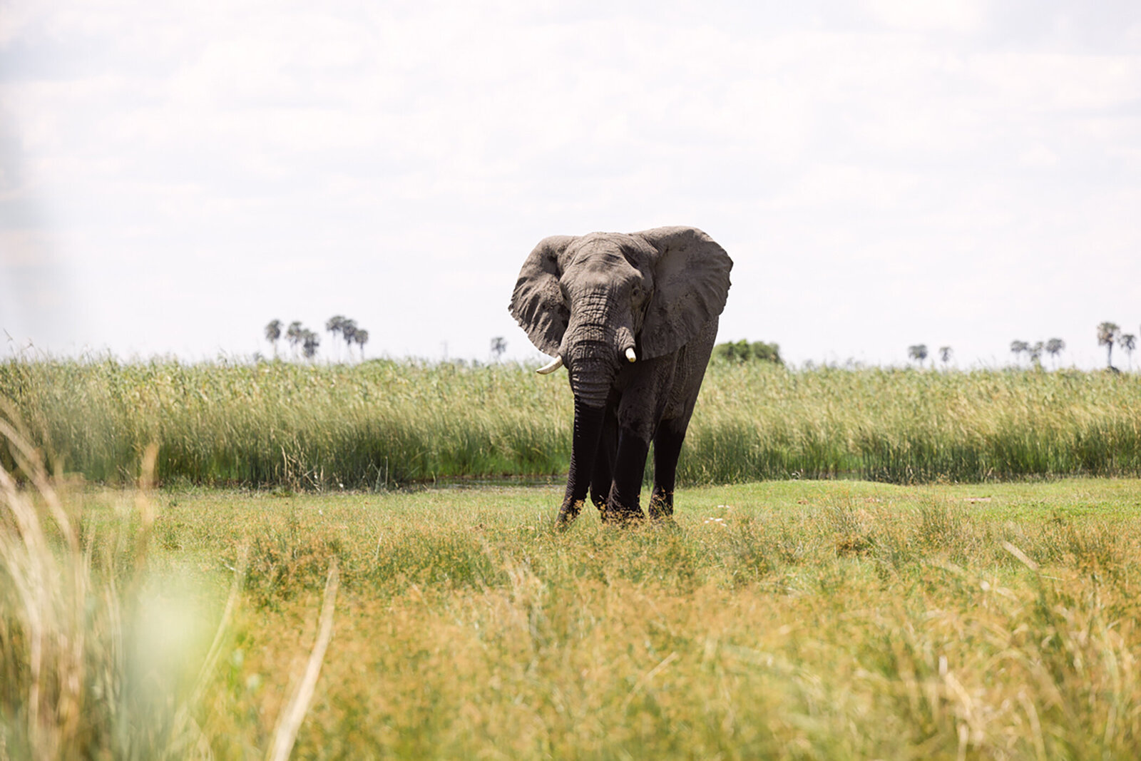 Michelle Norwood Living - Luxury Travel Inspiration - Botswana - untitled-932