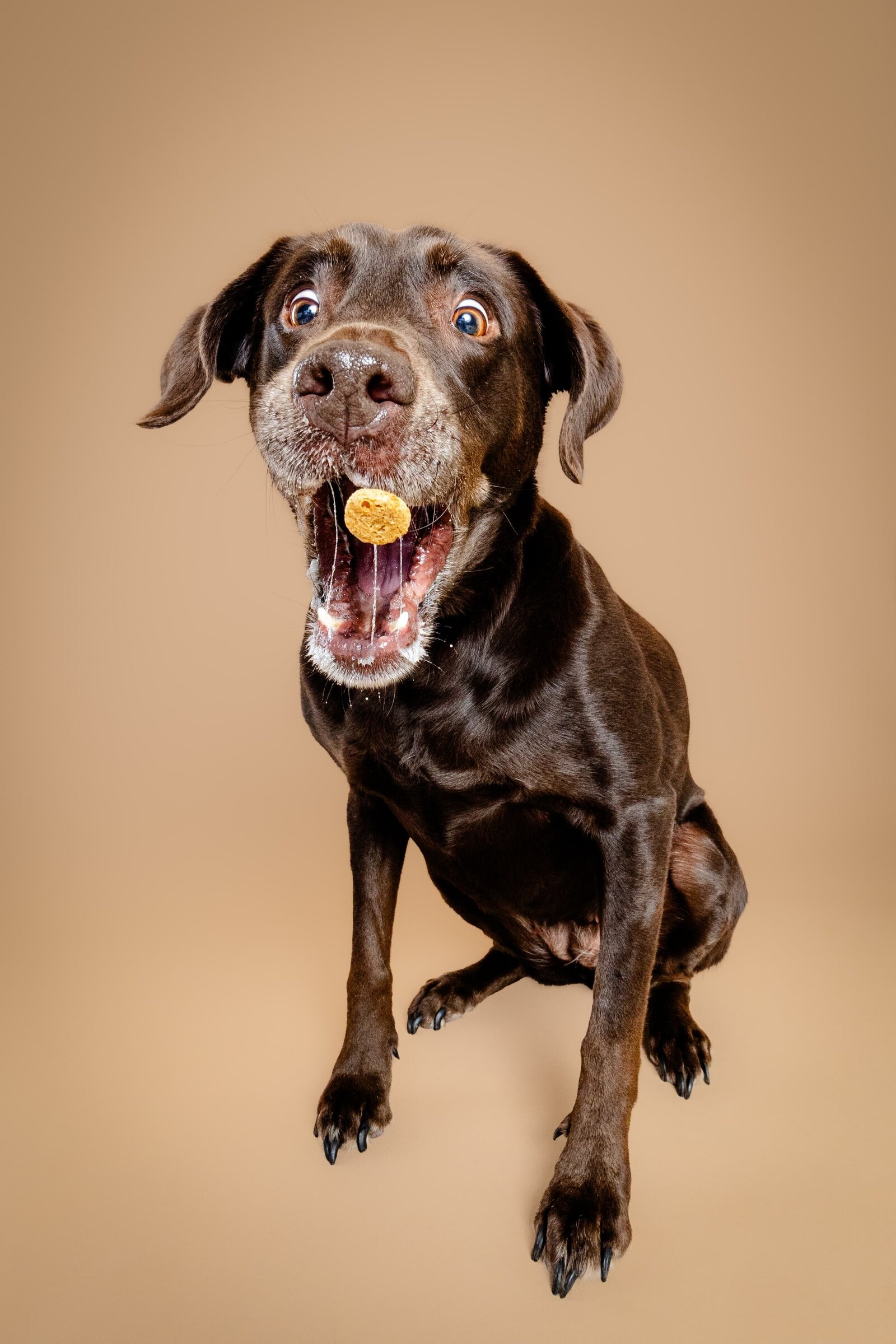 The_beloved_pup_photo_studio_birmingham_alabama_dog_photographer_-11