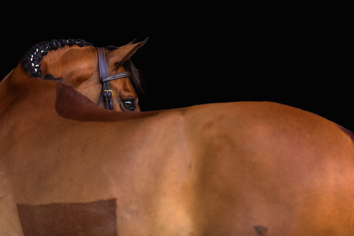 El-Paso-Texas-Fine-Art-Horse-Photographer-021