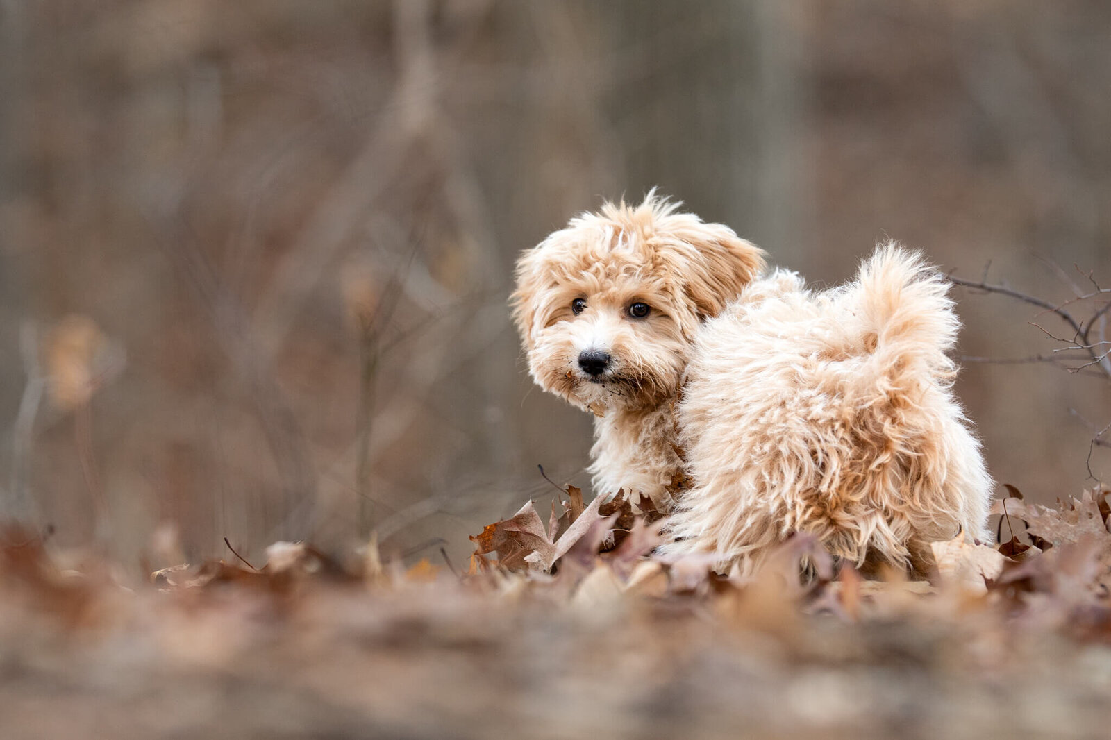 Golden Doodle puppy looking backwards at his pet photographer