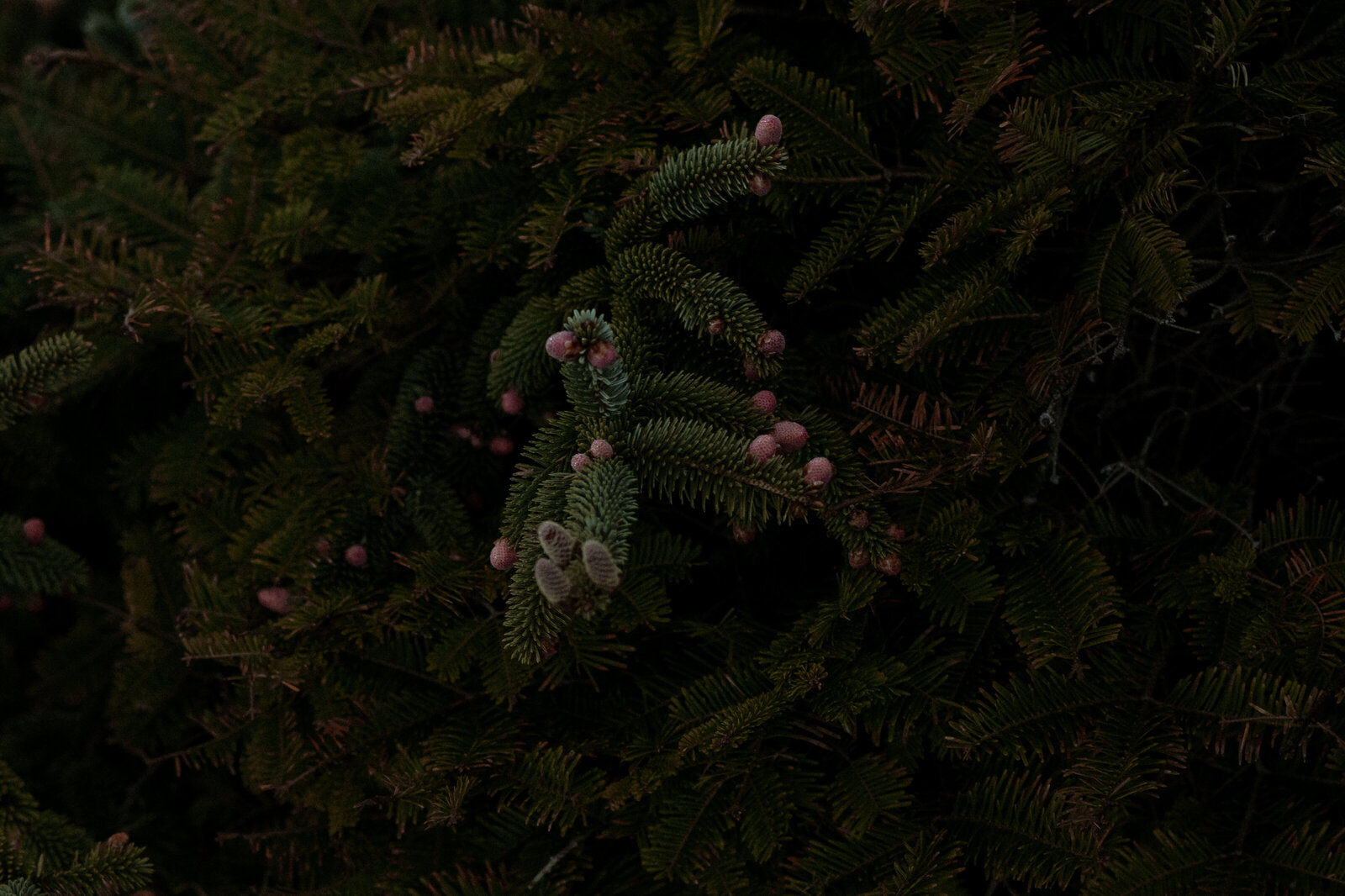 Oregon Coast Elopement Photography by Kollar – Arizona’s Premier Elopement Photographer