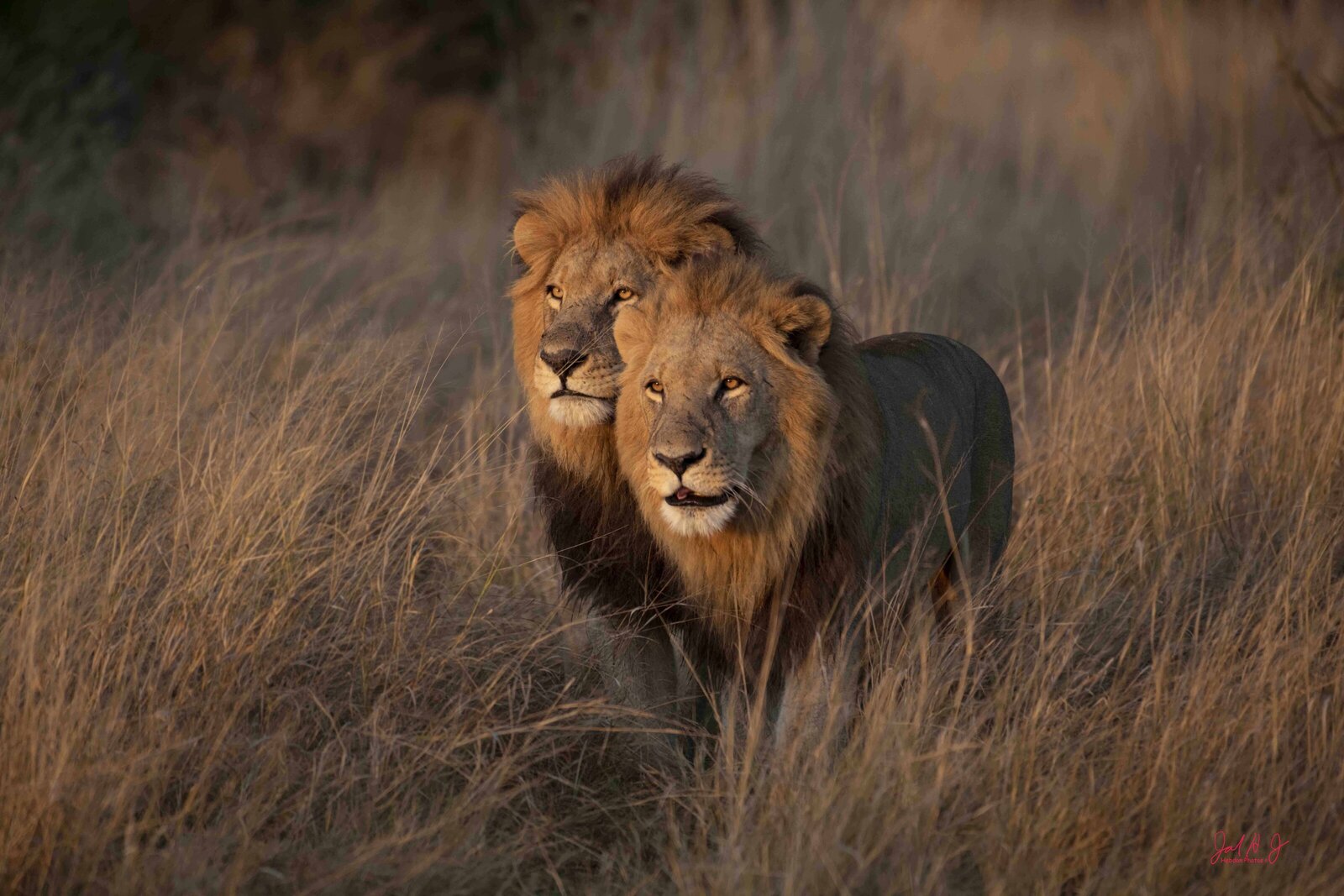 2022 Lions (3)