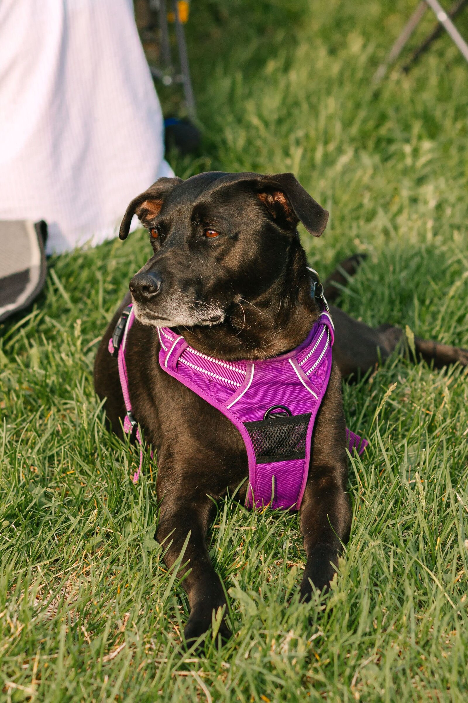 A dog laying in the grass with a purple harness on.