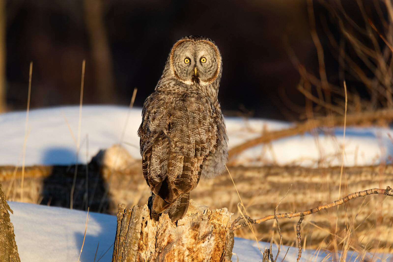 2021-03-04-75A8069-great-gray-owl