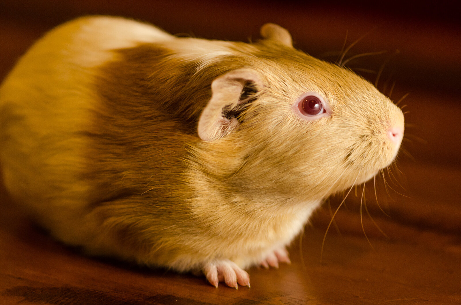 guinea pig-2