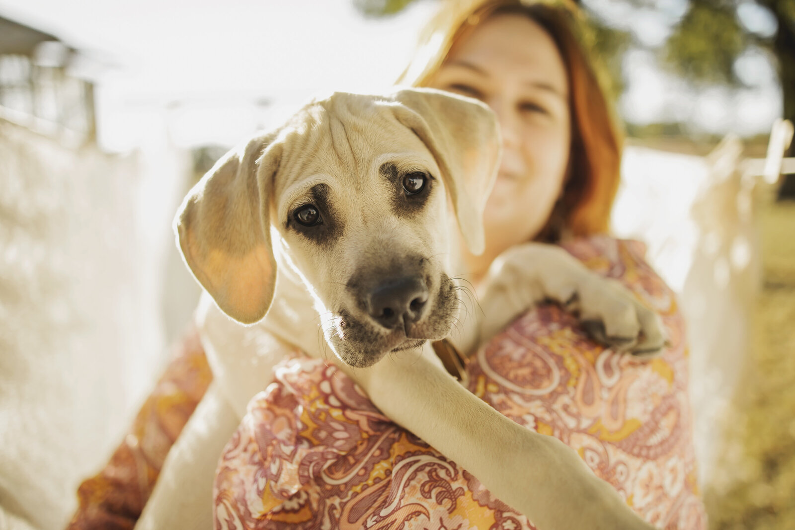 A young black mouth cur puppy leans in to the camera while at an outdoor photo session in Mckinney Texas