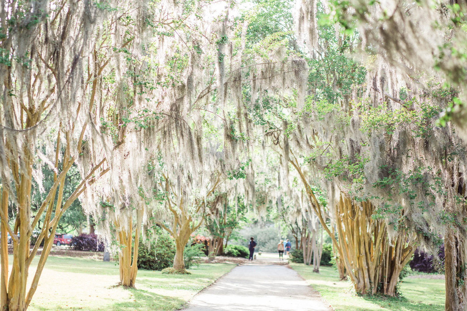 Pathway of trees have spanish moss hanging from them, Hampton Park, Charleston, South Carolina