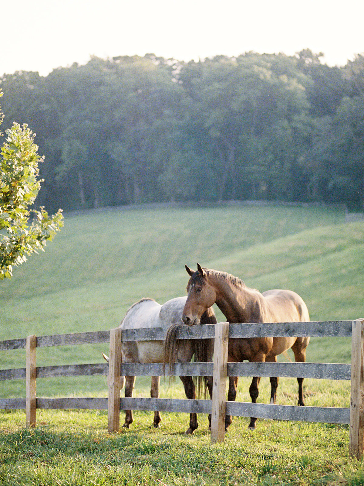 Horses against a background of green pastures at Harford Hills wedding venue in Fallston Maryland rolling hills.