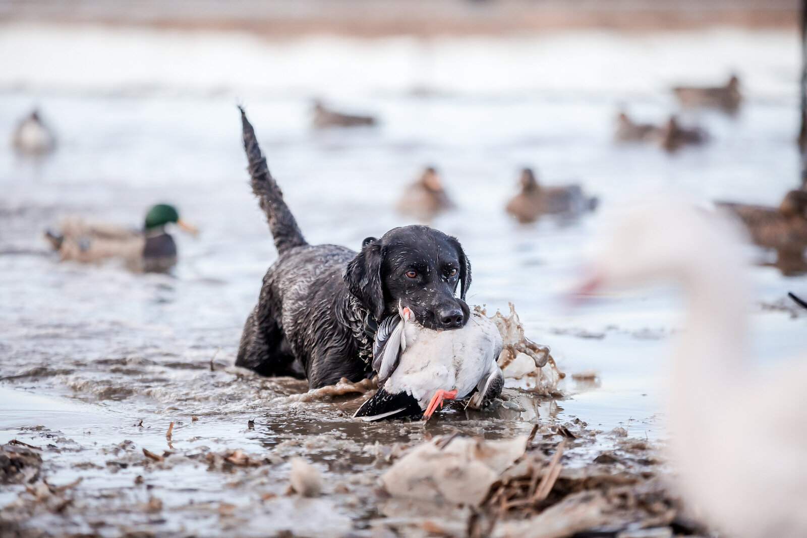 Fowl Plains Central Kansas waterfowl outfitter0002