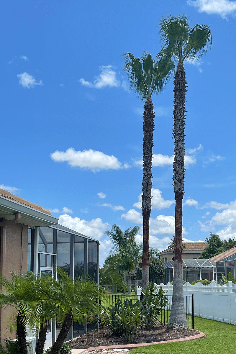 Get-Your-Tall-Palm-Trees-Trimmed