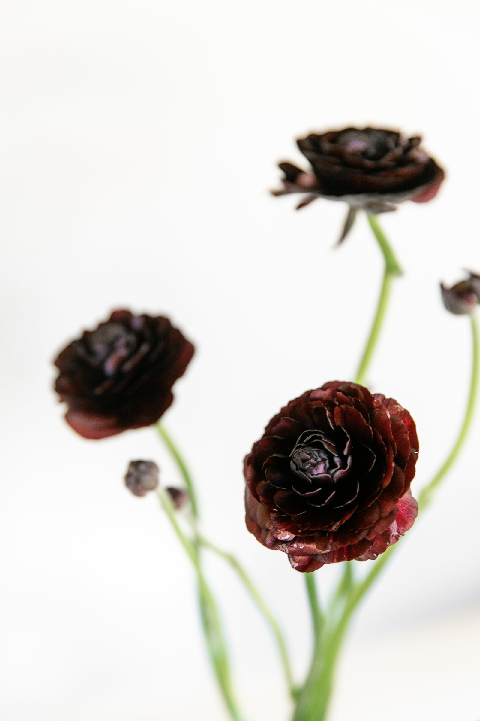 Karlie Colleen Photography - Phoenix Arizona Branding Photography - Array Design Florals-225