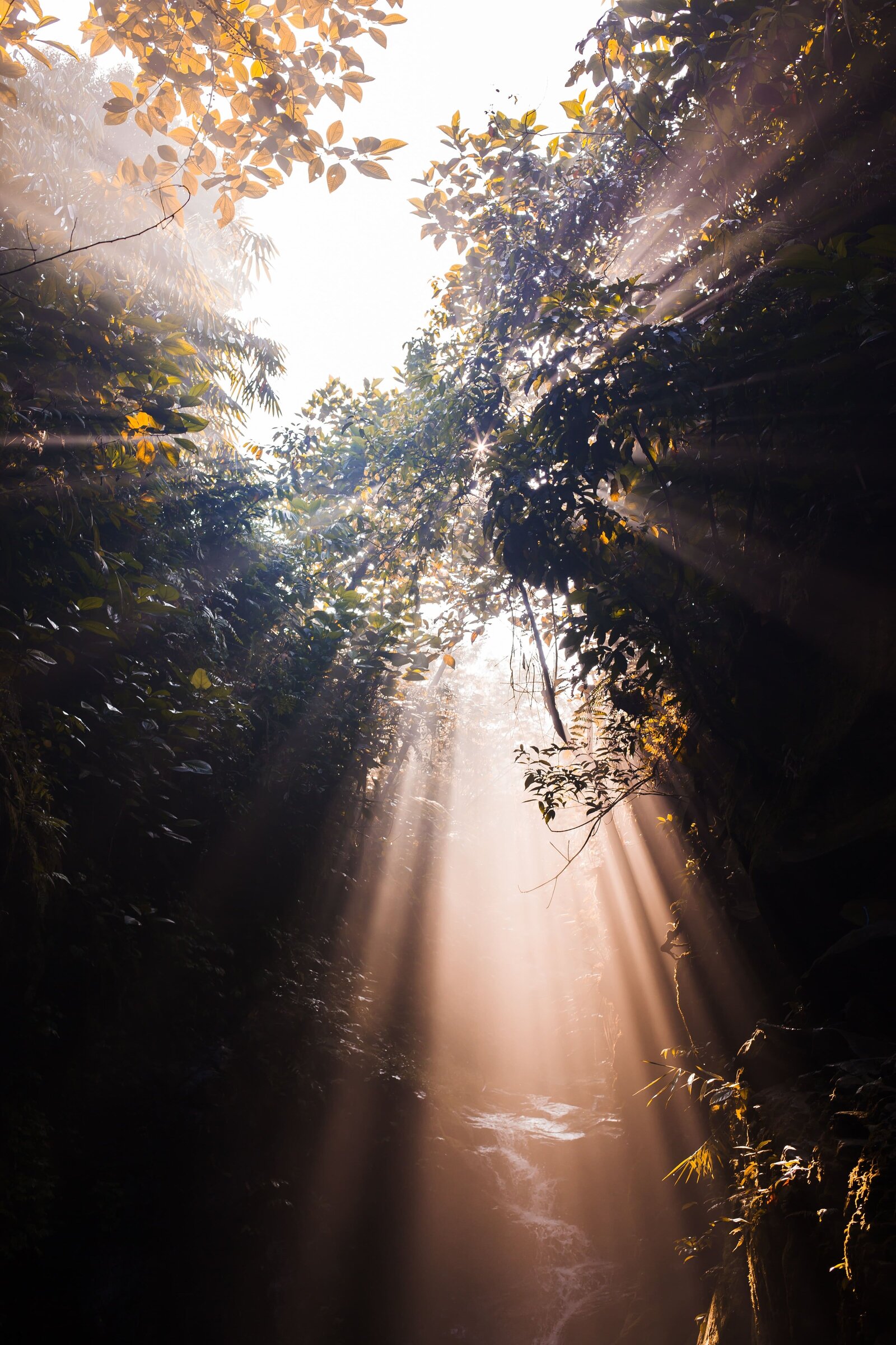 Sunlight beaming down with camera angle looking up into trees in a forest
