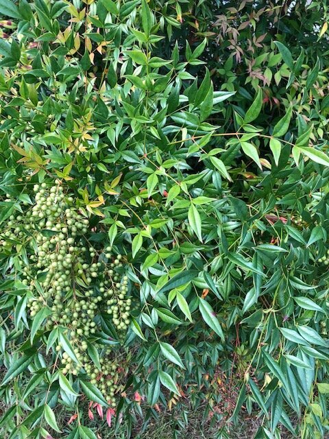 Nandina - green
