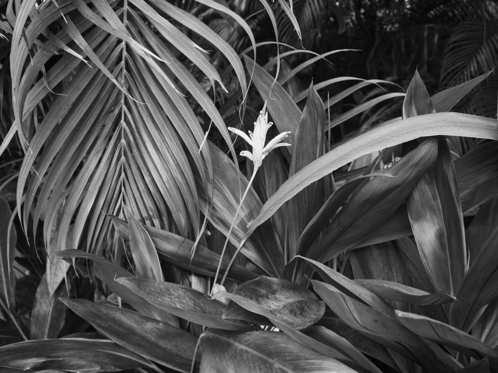 olympus_guate-17