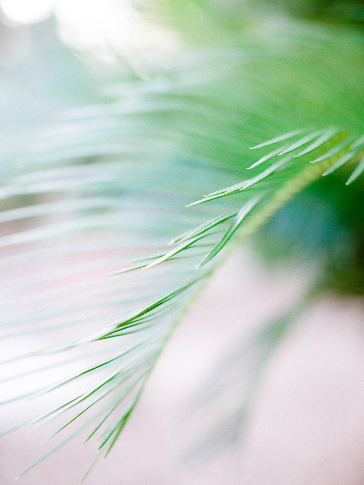 Closeup of Palm Leaf | About St. Pete Rejuvenate