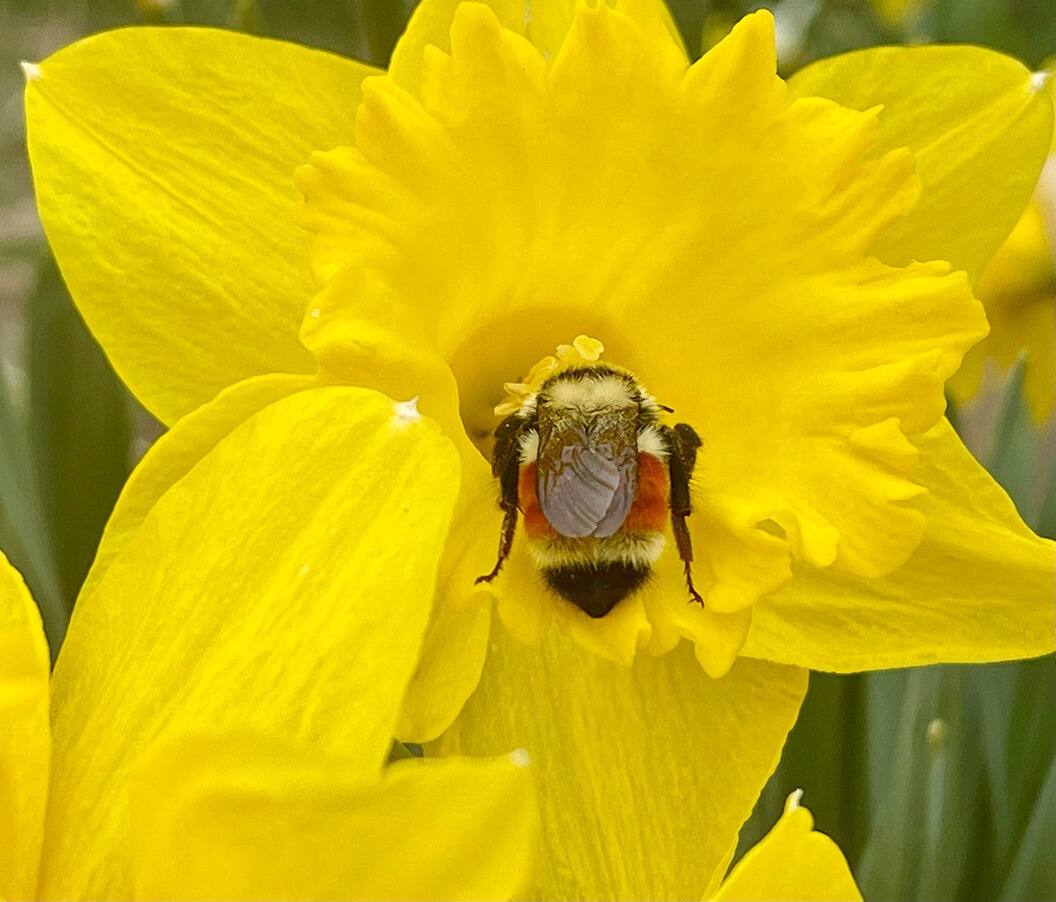 Bumble Bee In a Yellow Flower-