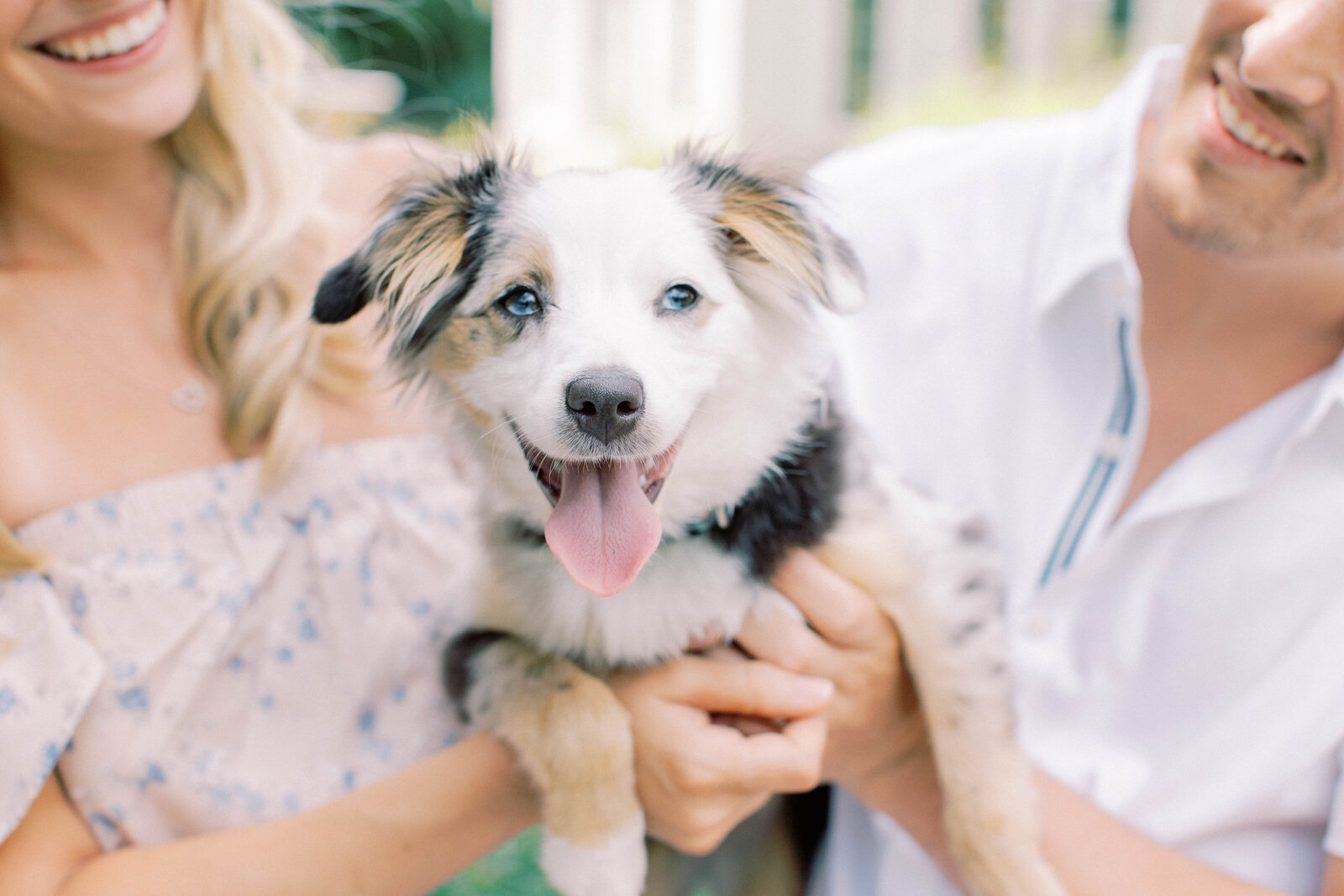 Miniature Australian Shepard puppy smiles at floral engagement session